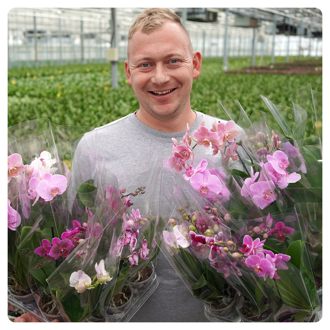 1 - 2 rispiges, buntes 6er oder 12er Orchideen Paket | 9cm Topf