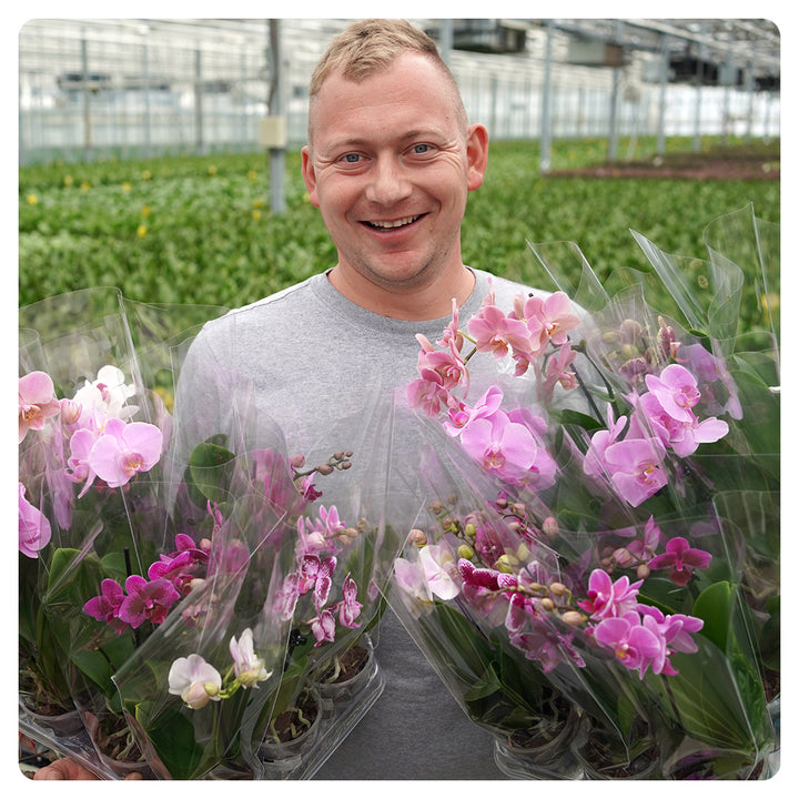 1 - 2 rispiges, buntes 6er oder 12er Orchideen Paket | 9cm Topf