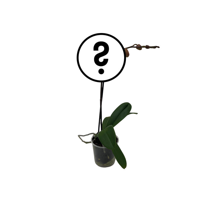 1 - 2 rispige Überraschungs-Orchidee | 9cm Topf