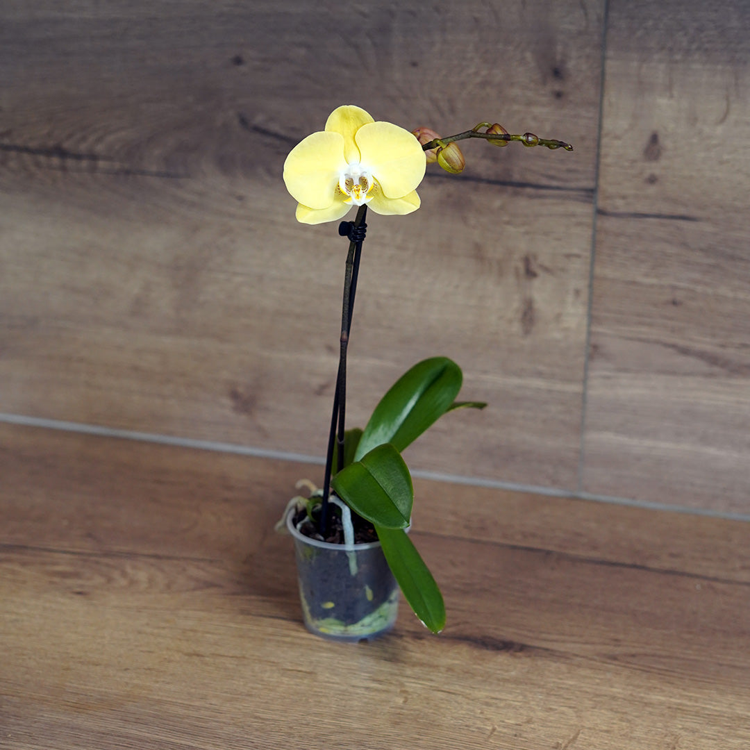 1 - 2 rispige Überraschungs-Orchidee | 9cm Topf