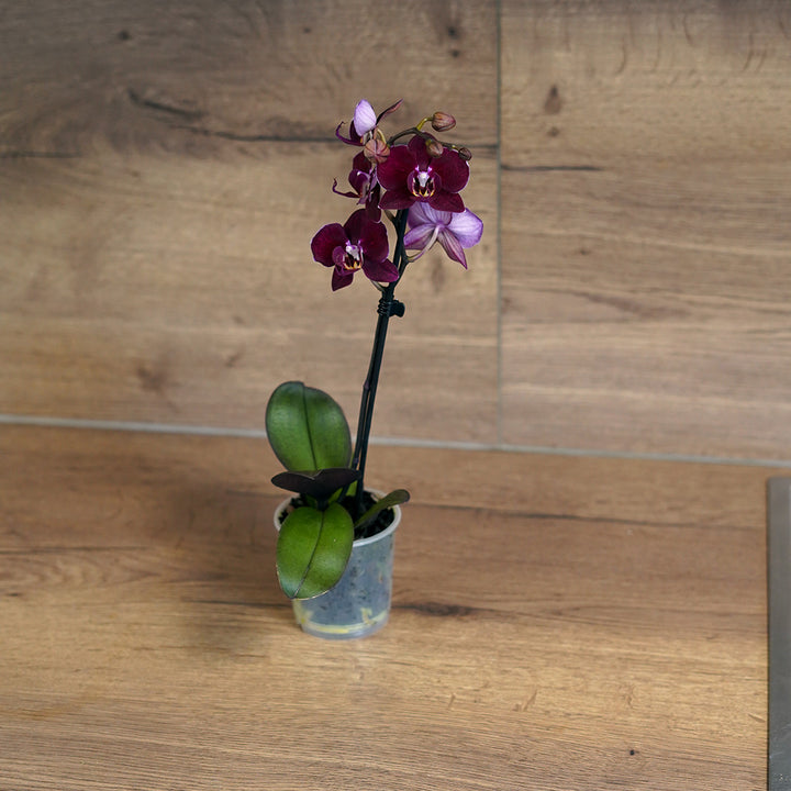 1 - 2 rispige Überraschungs-Orchidee | 9cm Topf