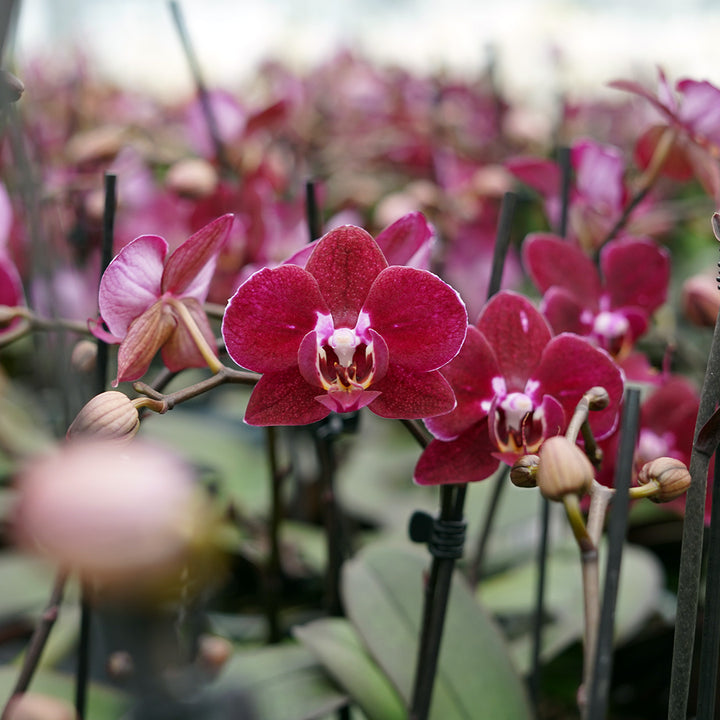 1 - 2 rispiges, buntes Orchideen 6er Paket | 9cm Topf