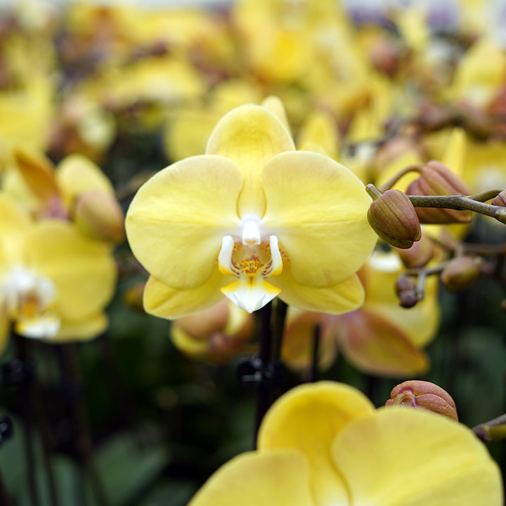 1 - 2 rispiges, buntes Orchideen 6er Paket | 9cm Topf