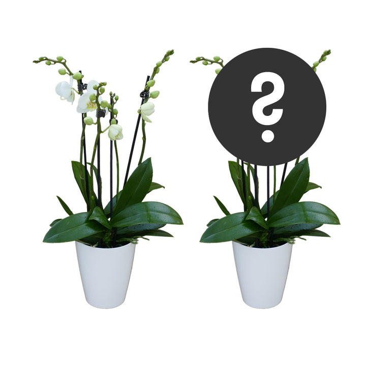 2er Orchideen Paket zu Muttertag | Optional mit Übertopf