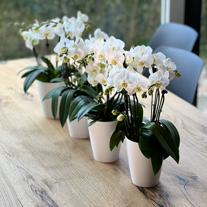 Orchideen-Angebote der Woche + Übertöpfe
