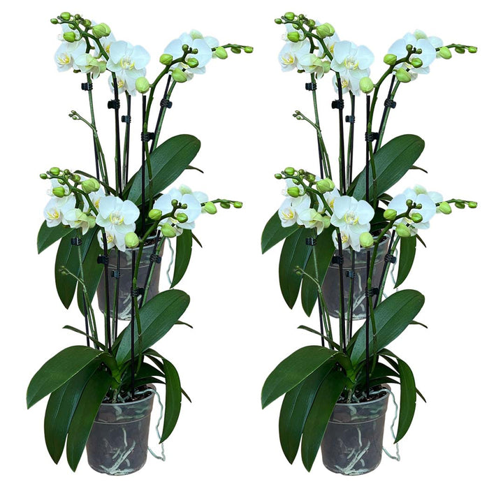 Orchideen-Angebote der Woche + Übertöpfe