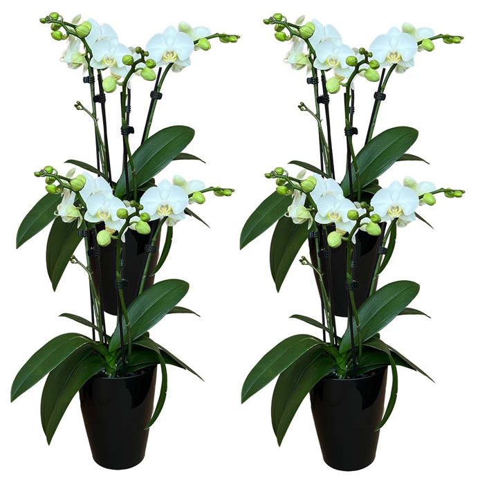 Orchideen-Angebote der Woche + Übertöpfe