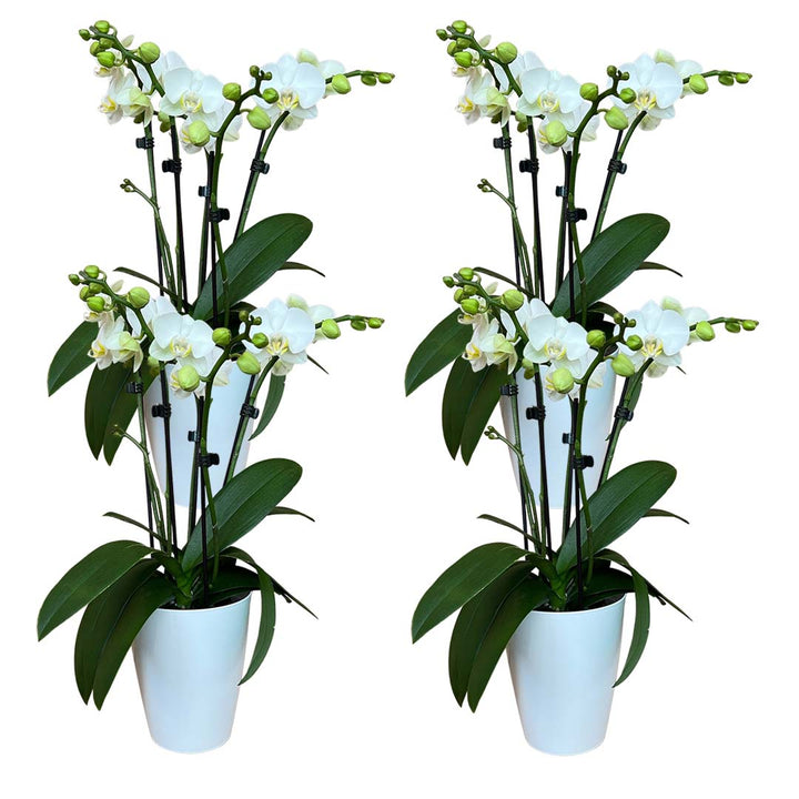 Orchideen-Angebote der Woche + Übertöpfe