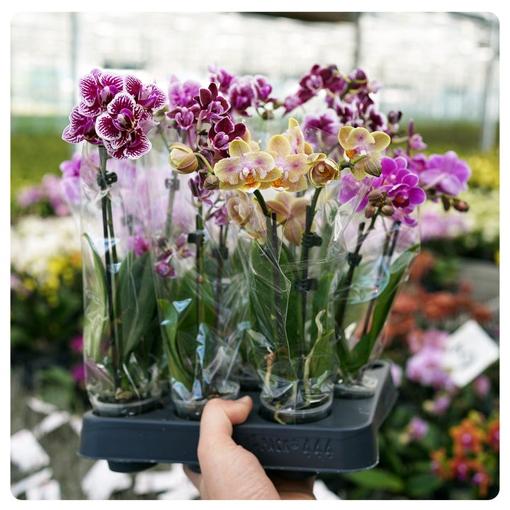 1 - 2 rispiges, buntes 6er oder 12er Orchideen Paket | 9cm Topf