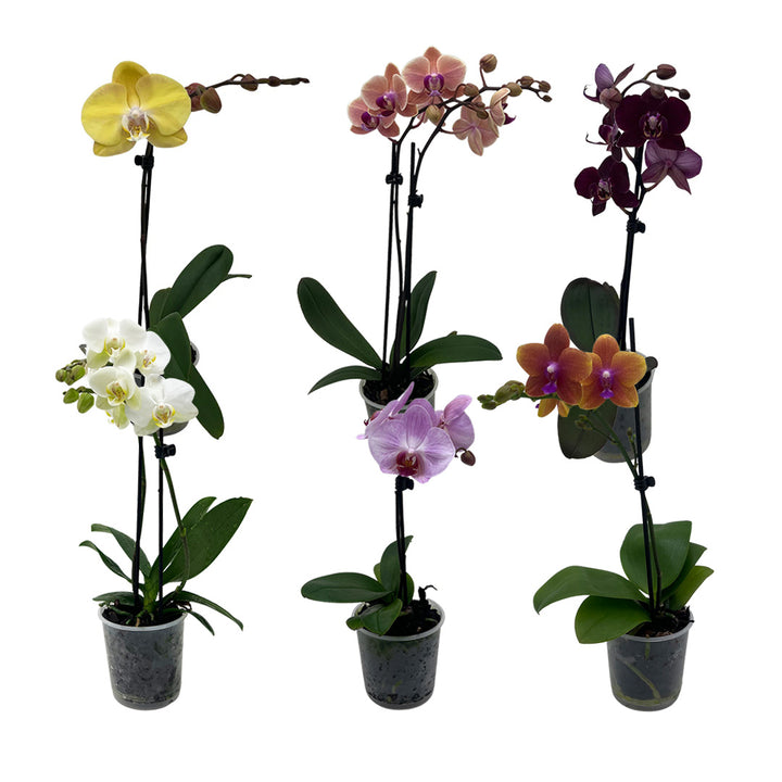 1 - 2 rispiges, buntes Orchideen 6er Paket | 9cm Topf
