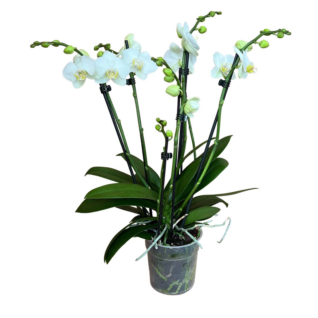 6 - 7 rispige Orchidee | Optional mit Übertopf