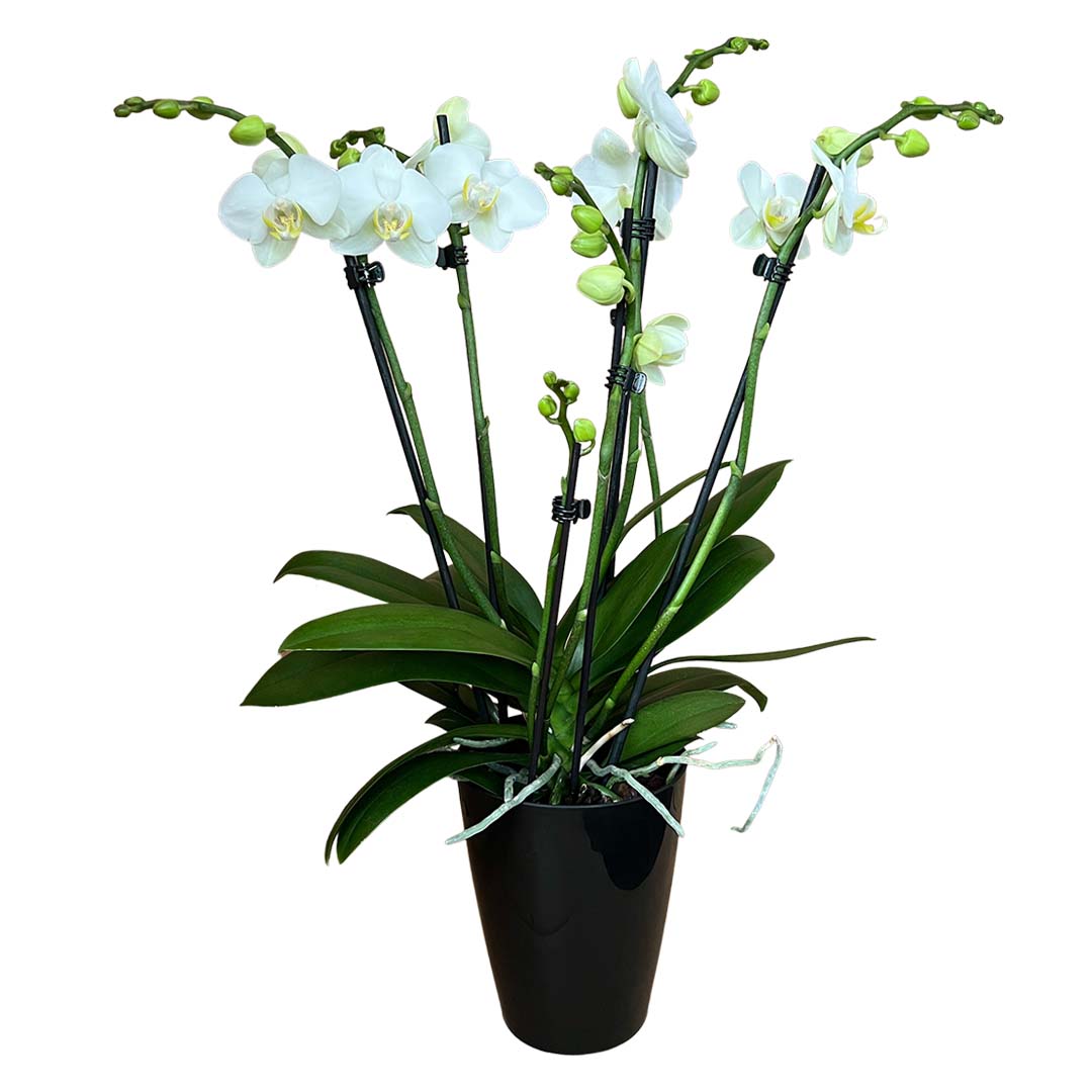 6 - 7 rispige Orchidee | Optional mit Übertopf