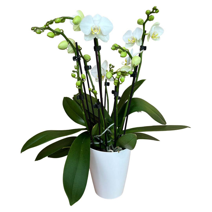 8+ rispige Orchidee | Optional mit Übertopf