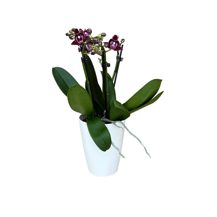 Aliyah dunkelrote Orchidee | Optional mit Übertopf