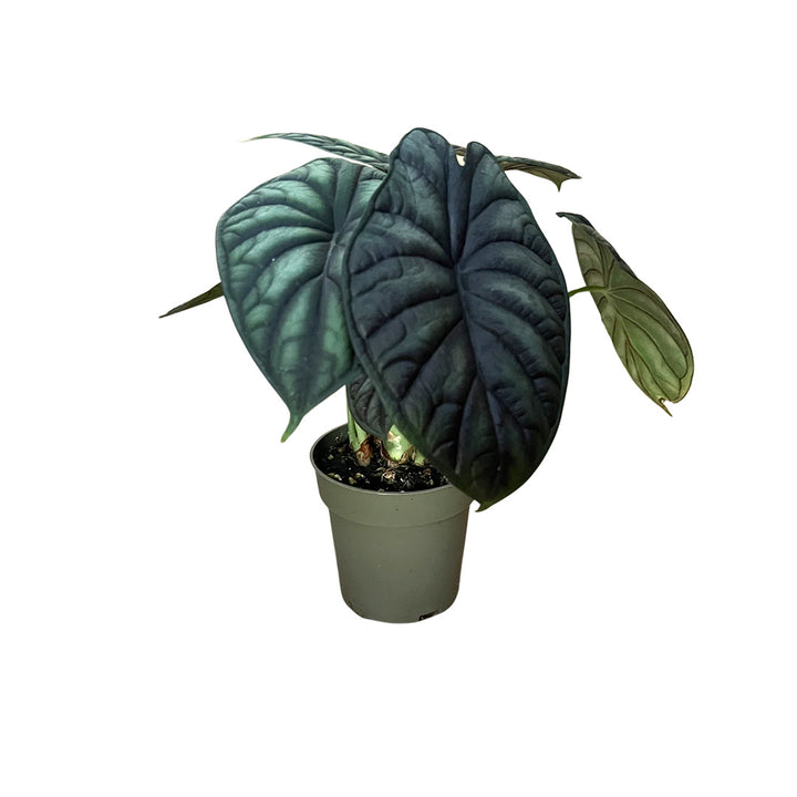 Alocasia Silver Dragon | Optional mit Übertopf