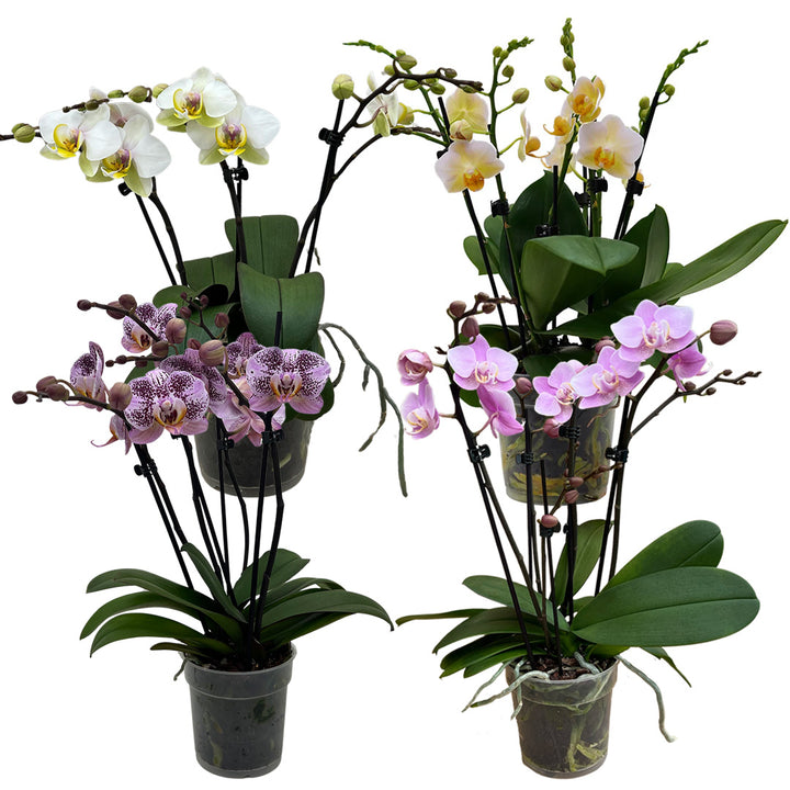 Orchideen-Angebote der Woche + Übertöpfe