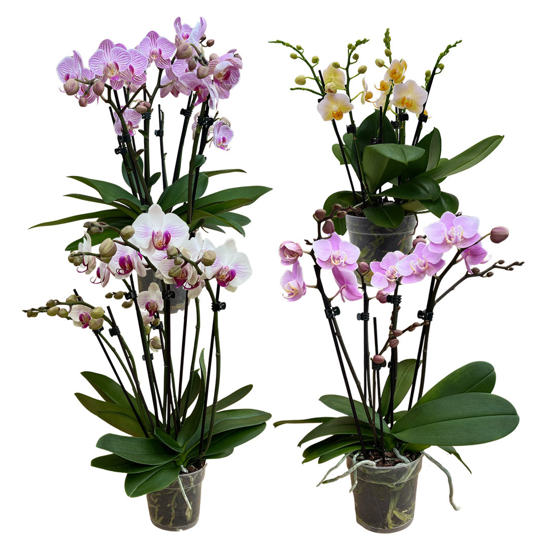 Orchideen-Angebote der Woche + Übertöpfe