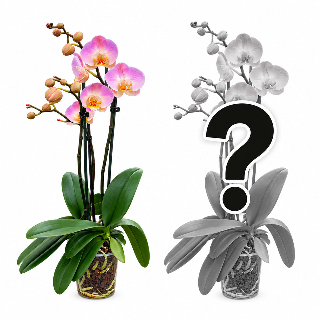 Orchideen 2er Angebote der Woche + Übertöpfe