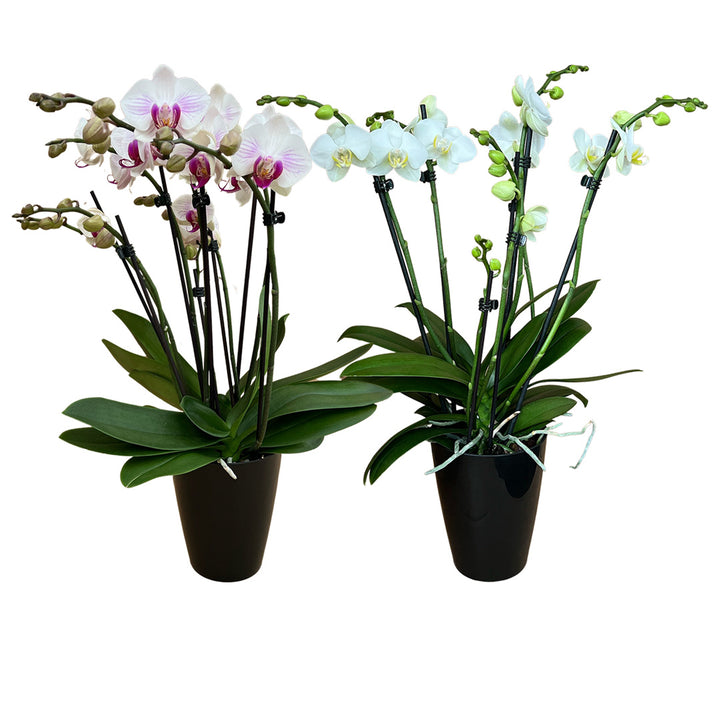 Orchideen 2er Angebote der Woche + Übertöpfe