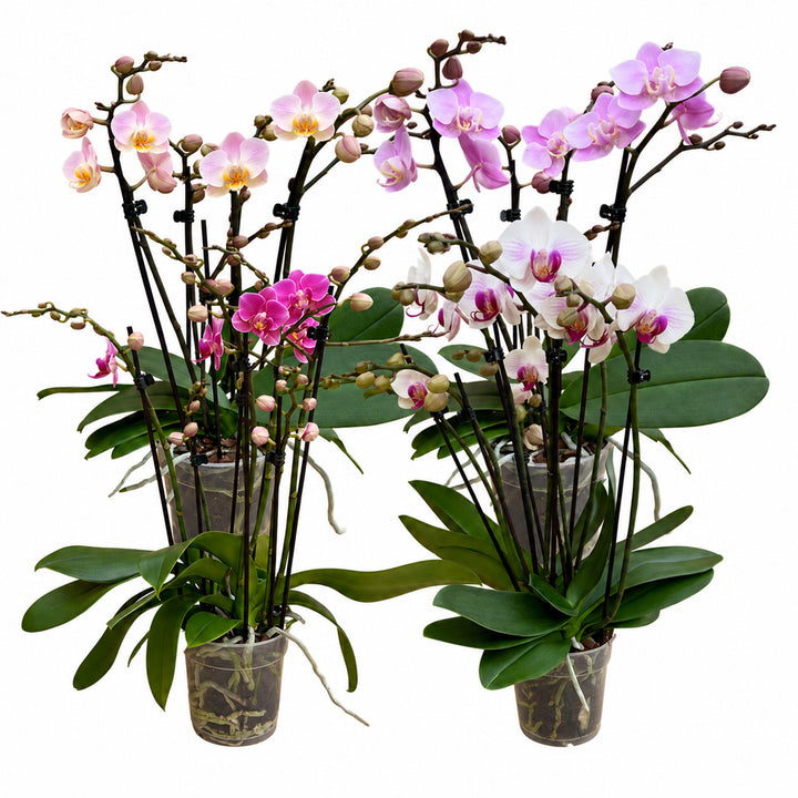 Orchideen-Angebote der Woche + Übertöpfe