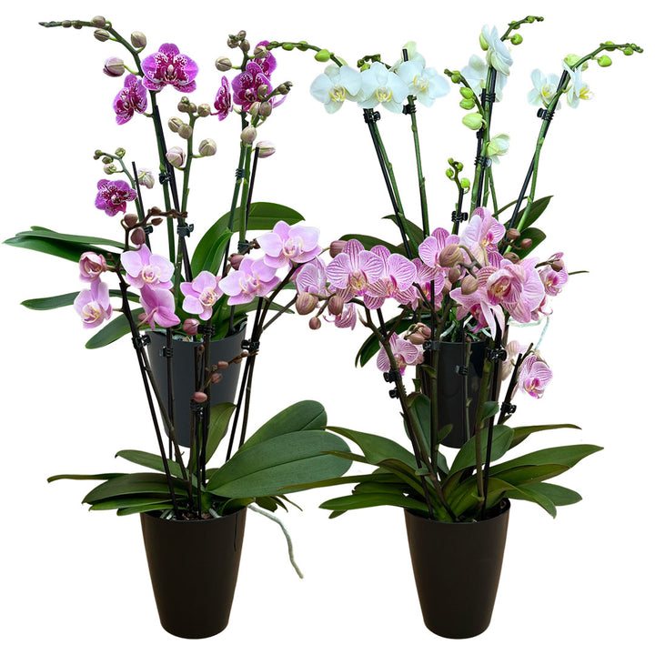 Orchideen-Angebote der Woche + Übertöpfe