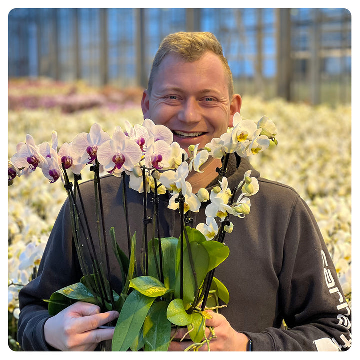 Orchideen 2er Angebote der Woche + Übertöpfe