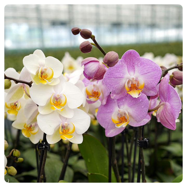 Orchideen 2er Angebote der Woche + Übertöpfe