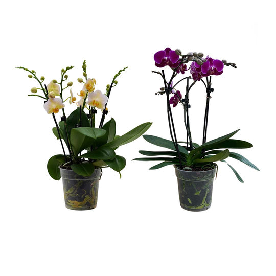 Orchideen kaufen Blütenmeer direkt aus unserem Gewächshaus Blumen