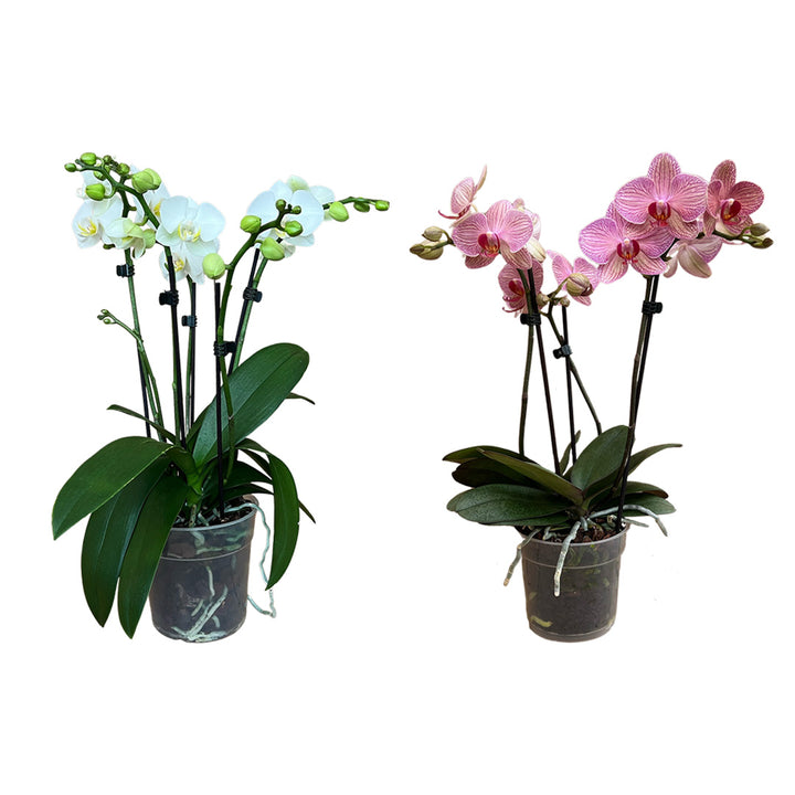 Orchideen-Angebote der Woche + Übertöpfe