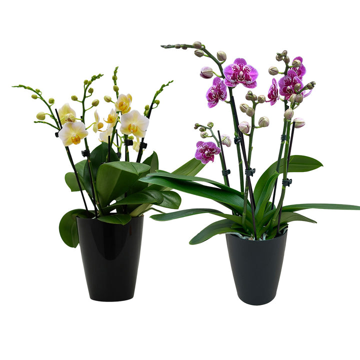 Orchideen 2er Angebote der Woche + Übertöpfe