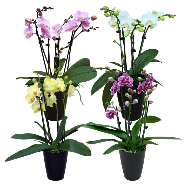 Orchideen-Angebote der Woche + Übertöpfe