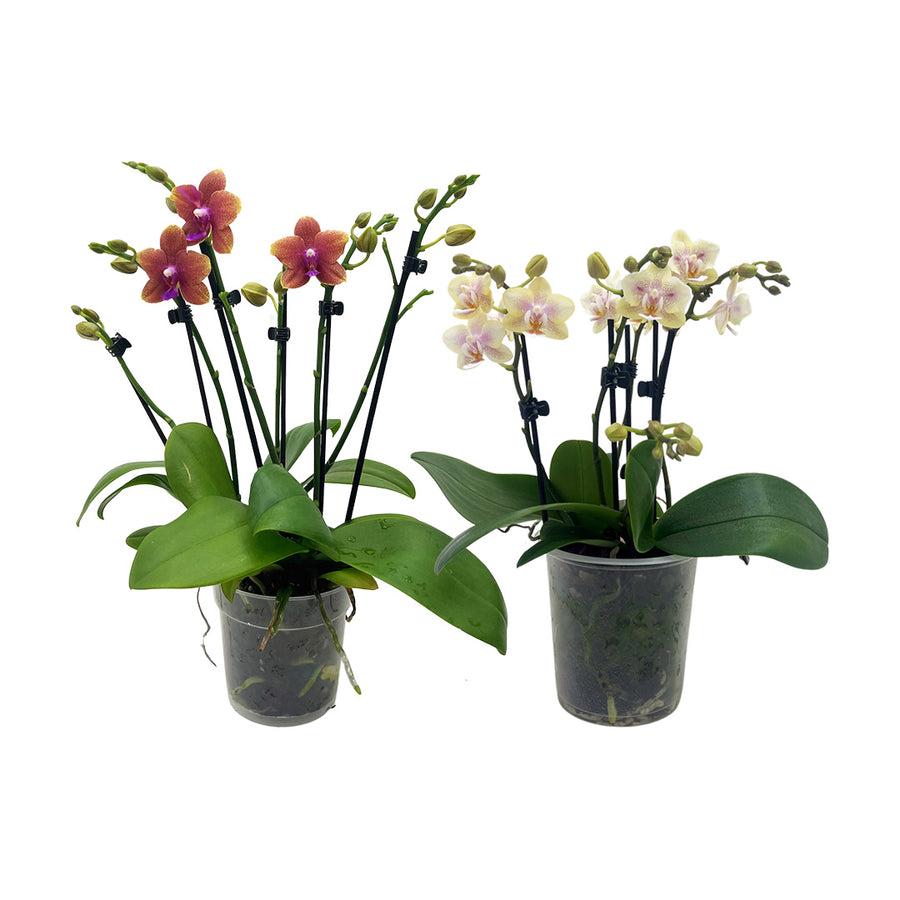 Orchideen kaufen Blütenmeer direkt aus unserem Gewächshaus Blumen