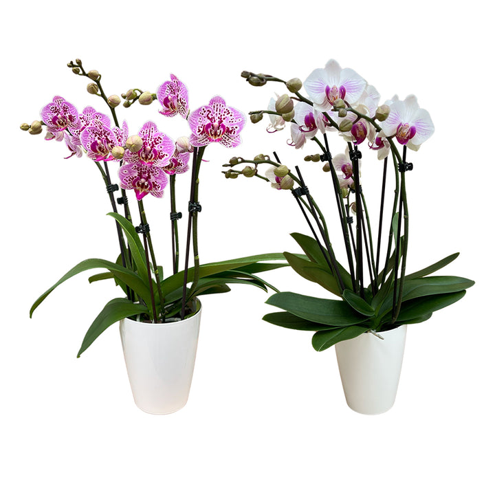 Orchideen 2er Angebote der Woche + Übertöpfe