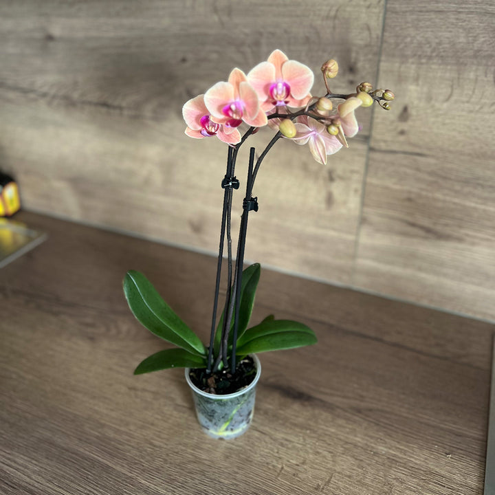 1 - 2 rispiges, buntes Orchideen 6er Paket | 9cm Topf