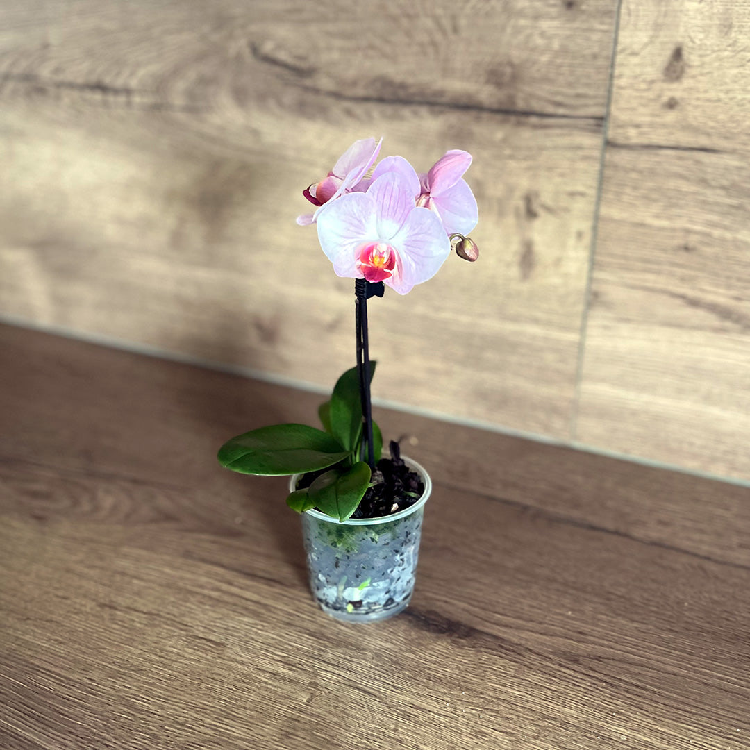1 - 2 rispiges, buntes Orchideen 6er Paket | 9cm Topf