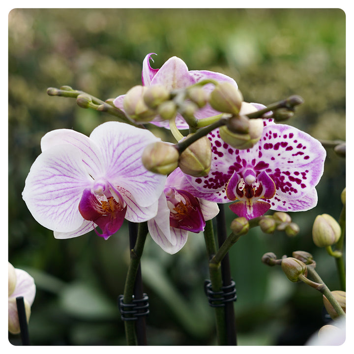 Orchideen 2er Angebote der Woche + Übertöpfe