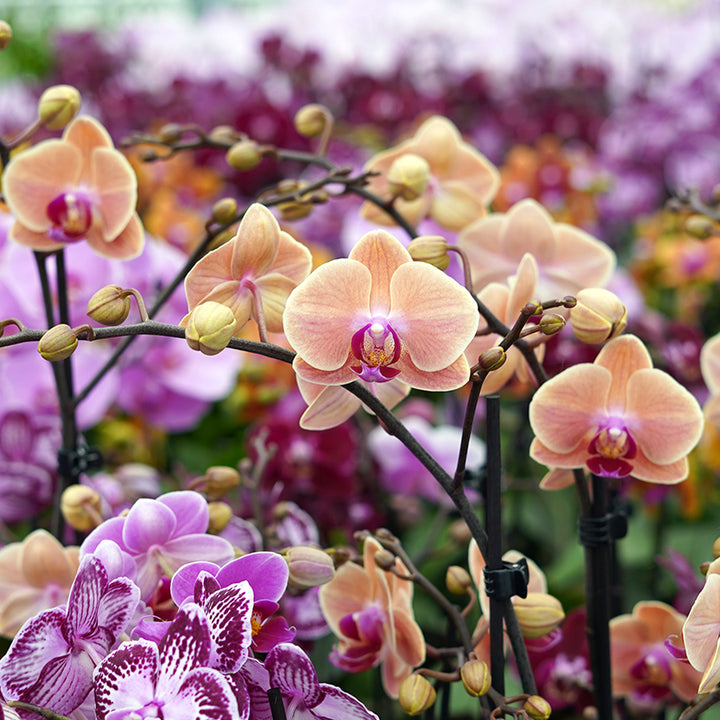1 - 2 rispiges, buntes Orchideen 6er Paket | 9cm Topf