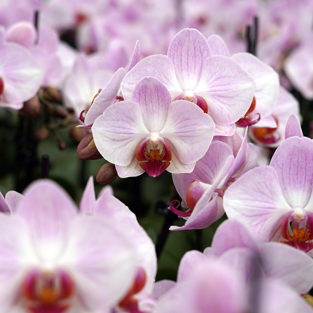 1 - 2 rispiges, buntes Orchideen 6er Paket | 9cm Topf
