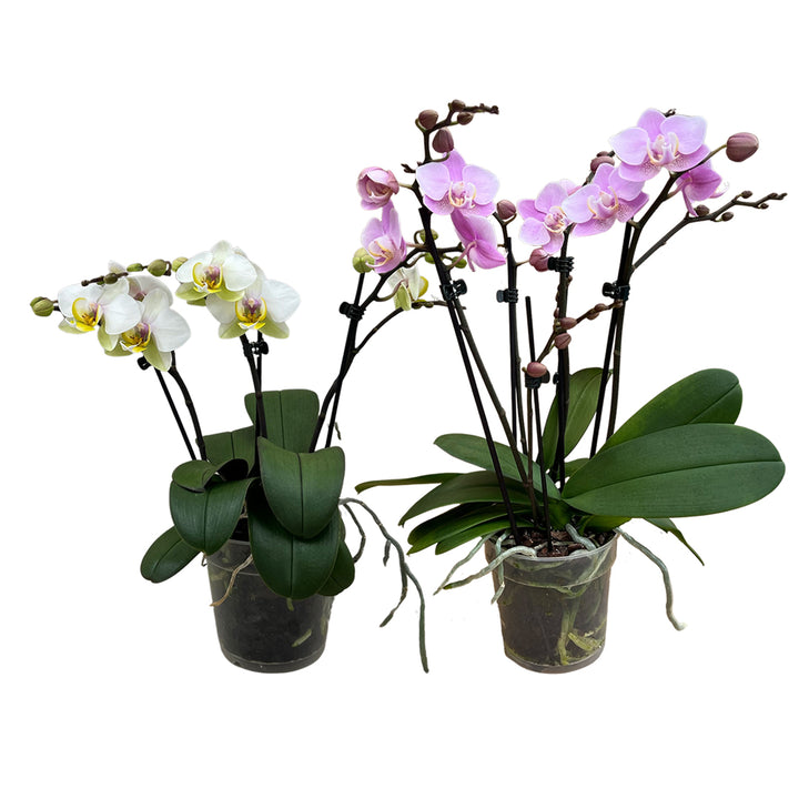 Orchideen 2er Angebote der Woche + Übertöpfe