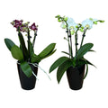OrchideenAngebote der Woche + BlumenPakete