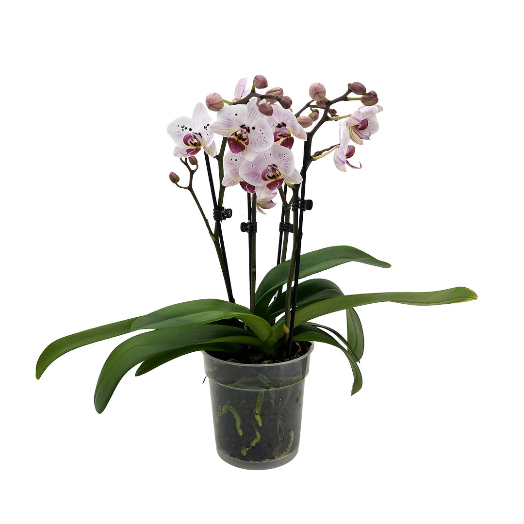 Antoinette violette Orchidee | Besondere Orchideen-Sorte