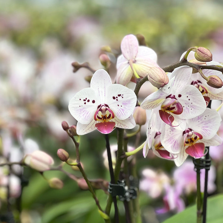 Antoinette violette Orchidee | Besondere Orchideen-Sorte