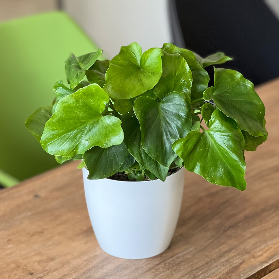 philodendron baumfreund kaufen Baumfreund kaufen