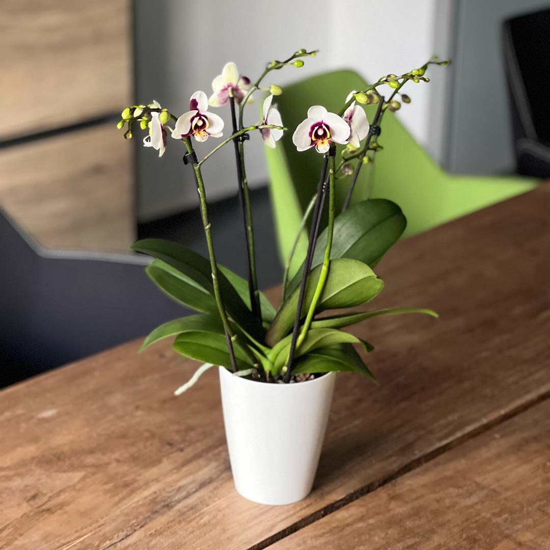 Big Time rötliche Orchidee | Optional mit Übertopf