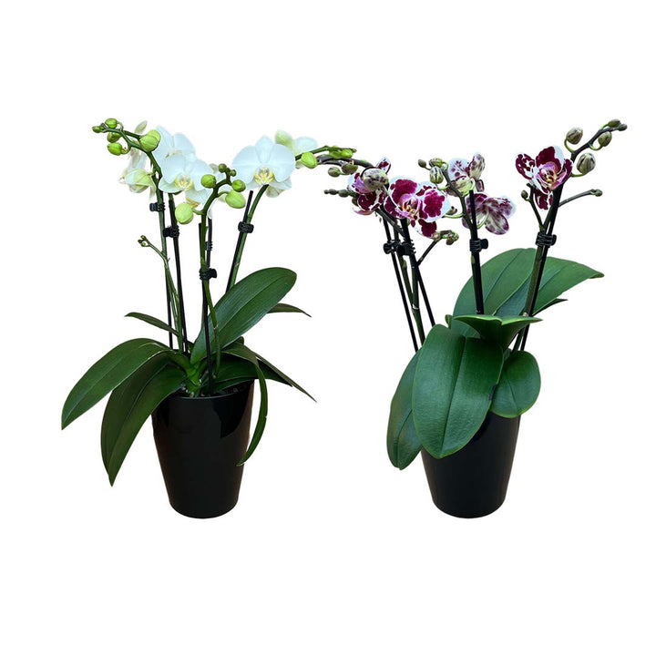 Orchideen 2er Angebote der Woche + Übertöpfe