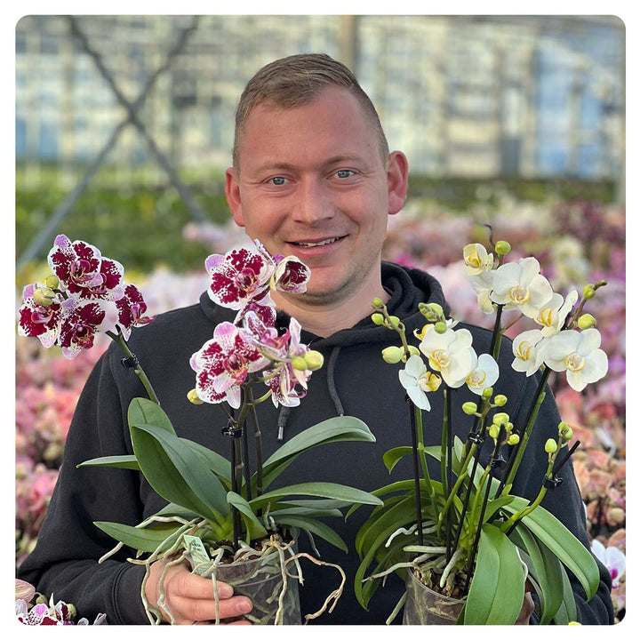 Orchideen 2er Angebote der Woche + Übertöpfe