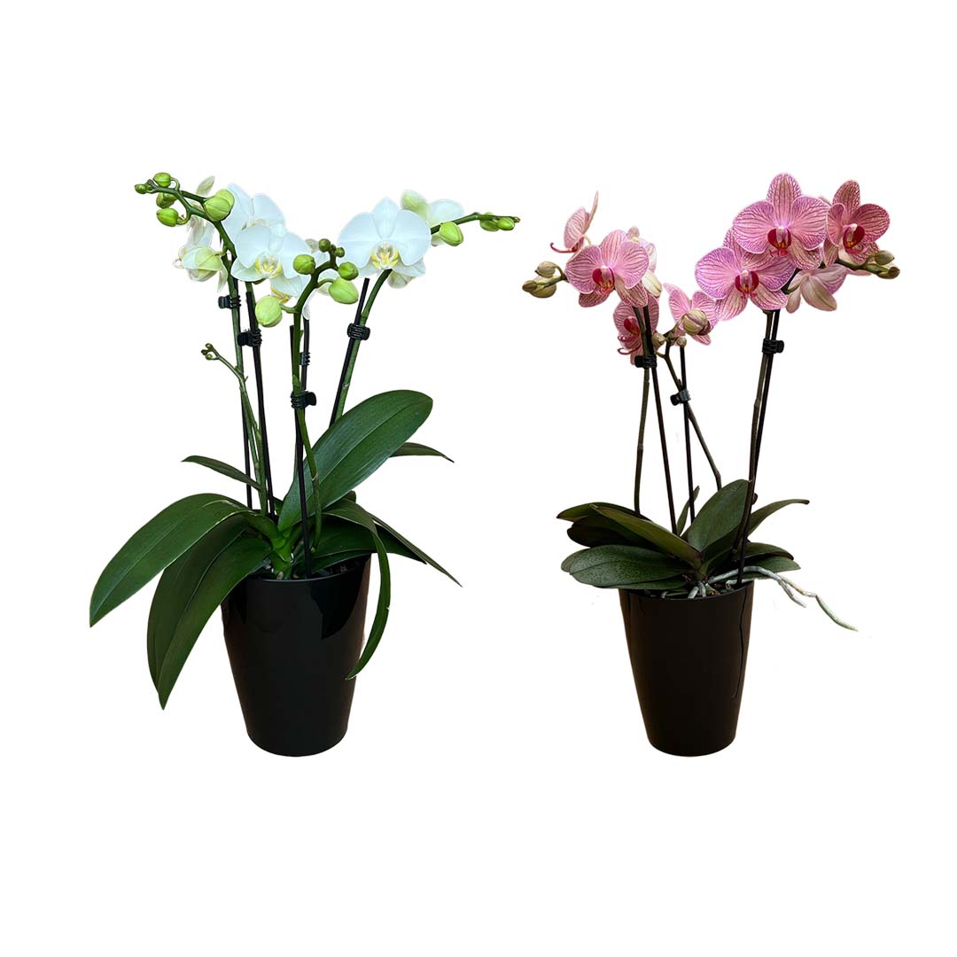 Orchideen 2er Angebote der Woche + Übertöpfe