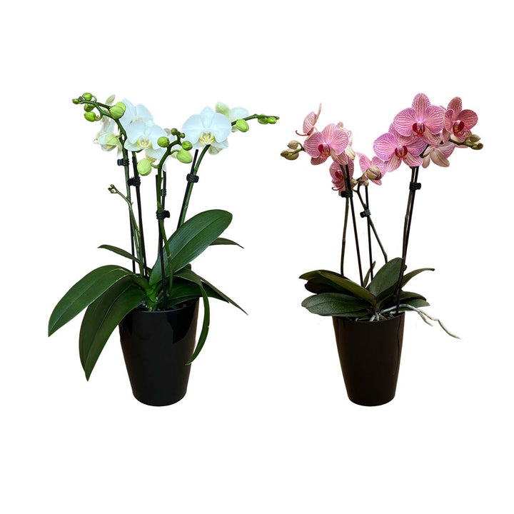 Orchideen 2er Angebote der Woche + Übertöpfe