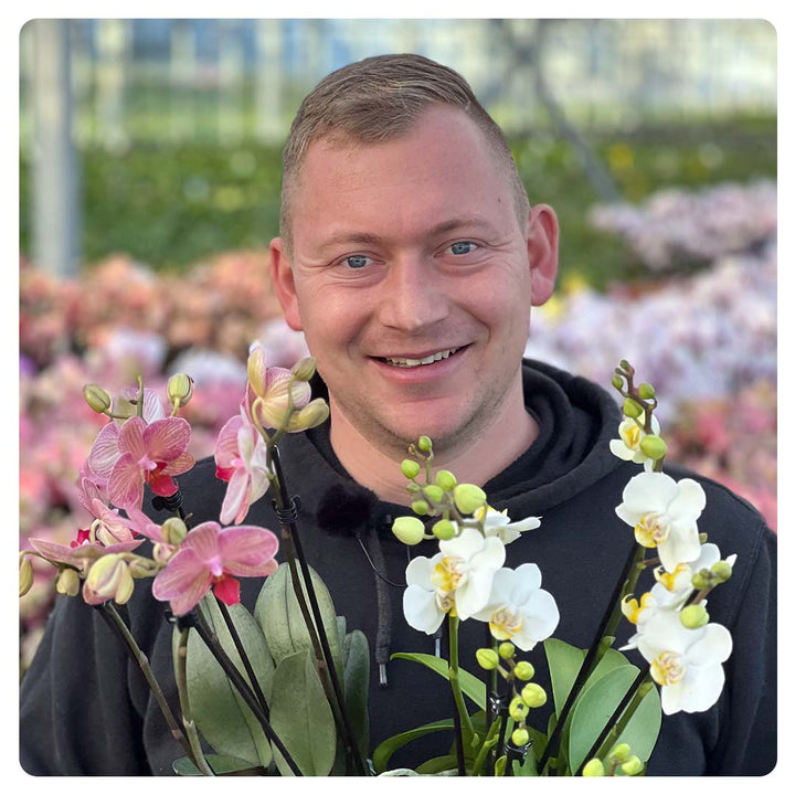 Orchideen 2er Angebote der Woche + Übertöpfe