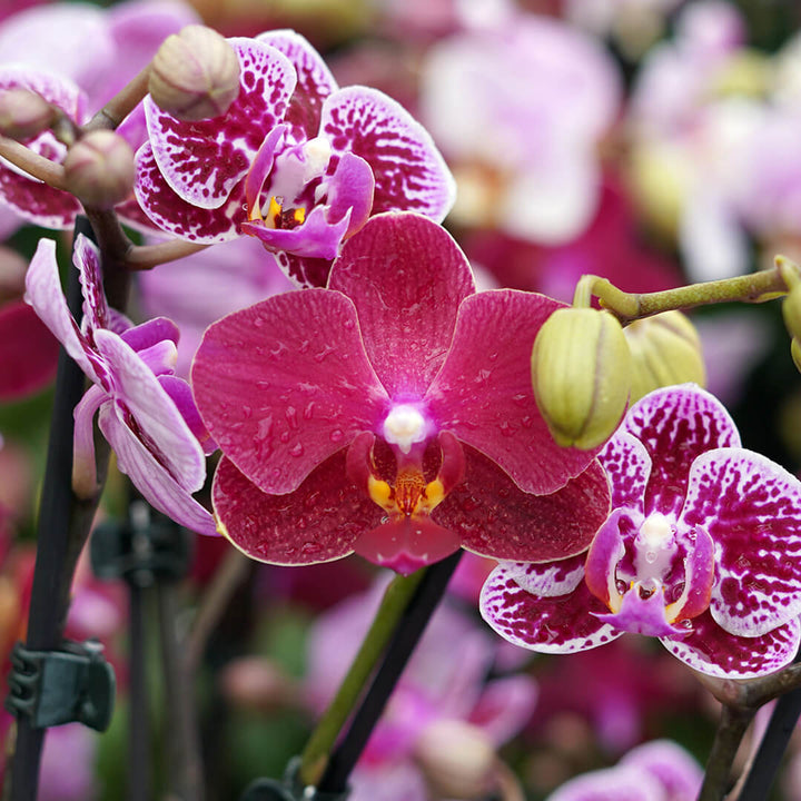 1 - 2 rispiges, buntes Orchideen 6er Paket | 9cm Topf